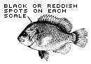 Spotted Sunfish